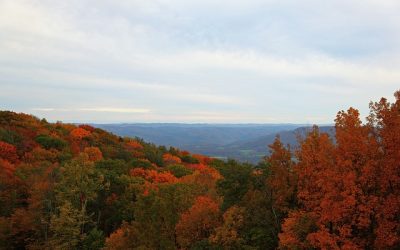 Pioneer Tree Farm Program