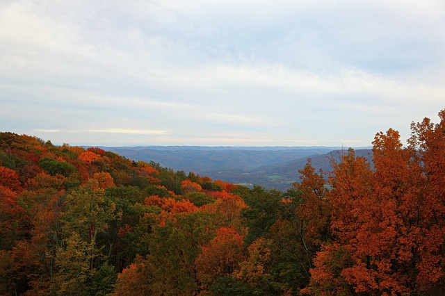 Pioneer Tree Farm Program